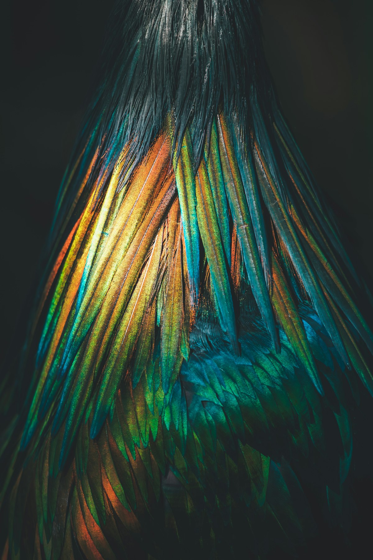 Our professional approach to bird care at Avian Haven Richmond Hill