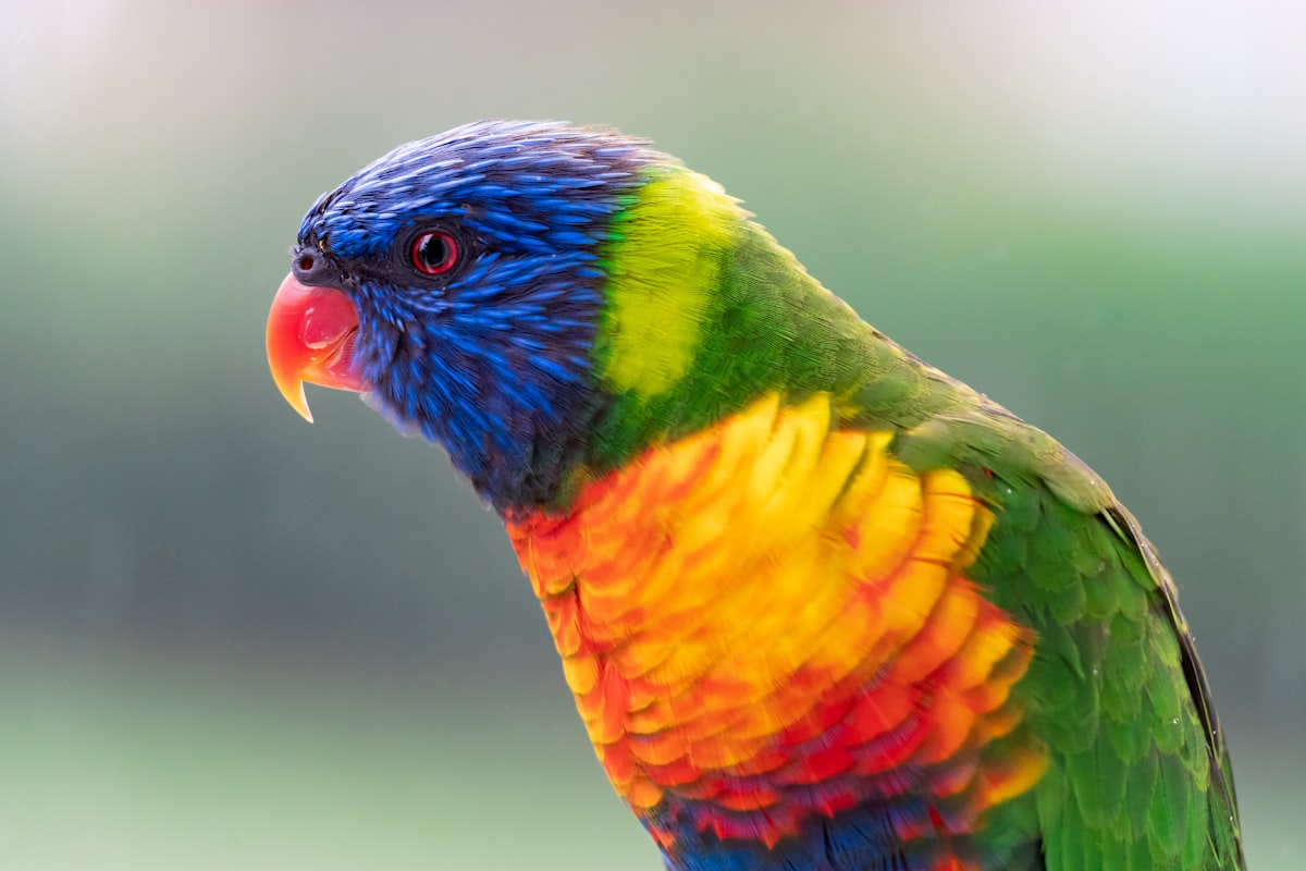 The Avian Haven Richmond Hill story and founding