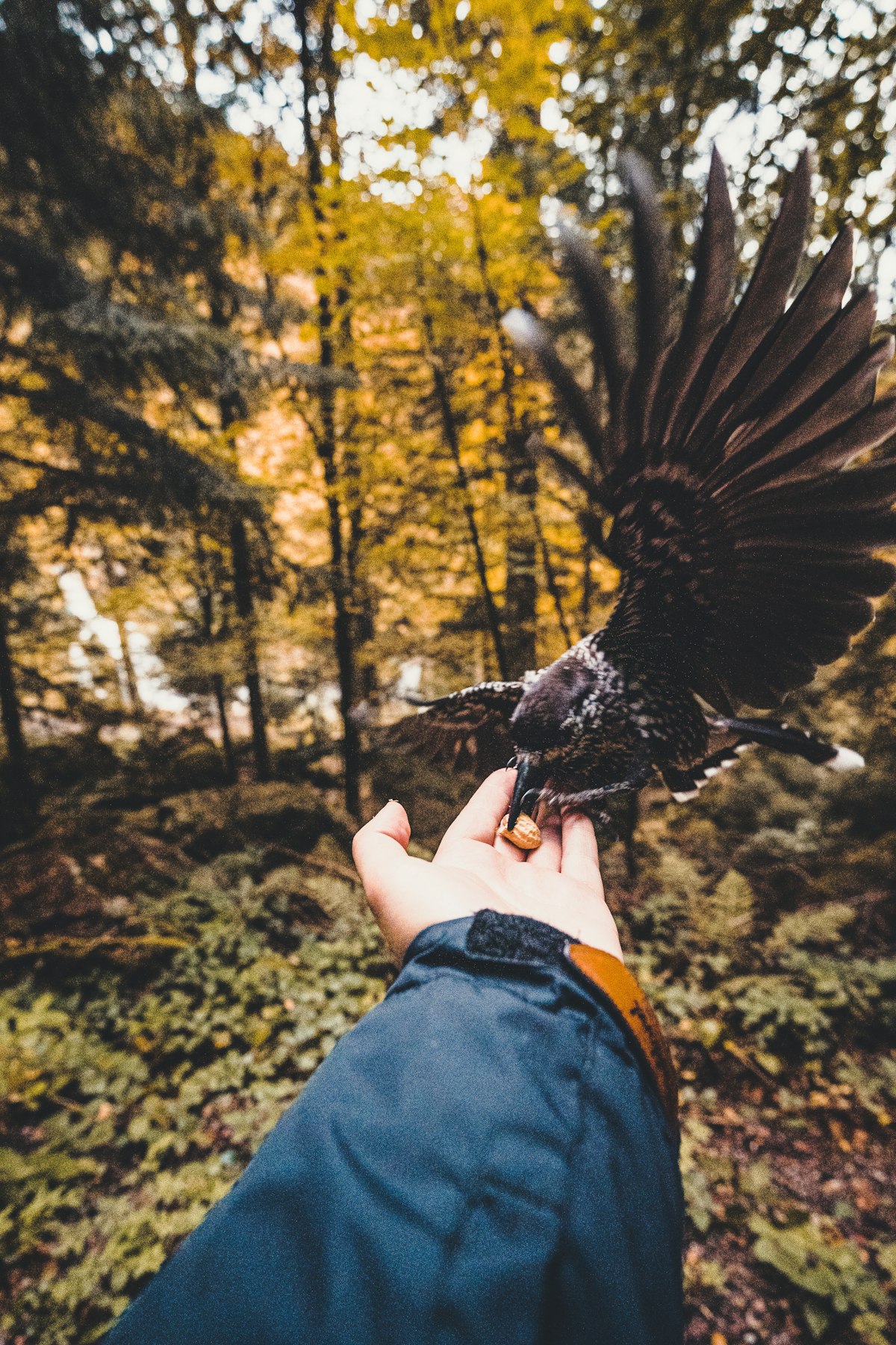 Professional bird care at Avian Haven Richmond Hill