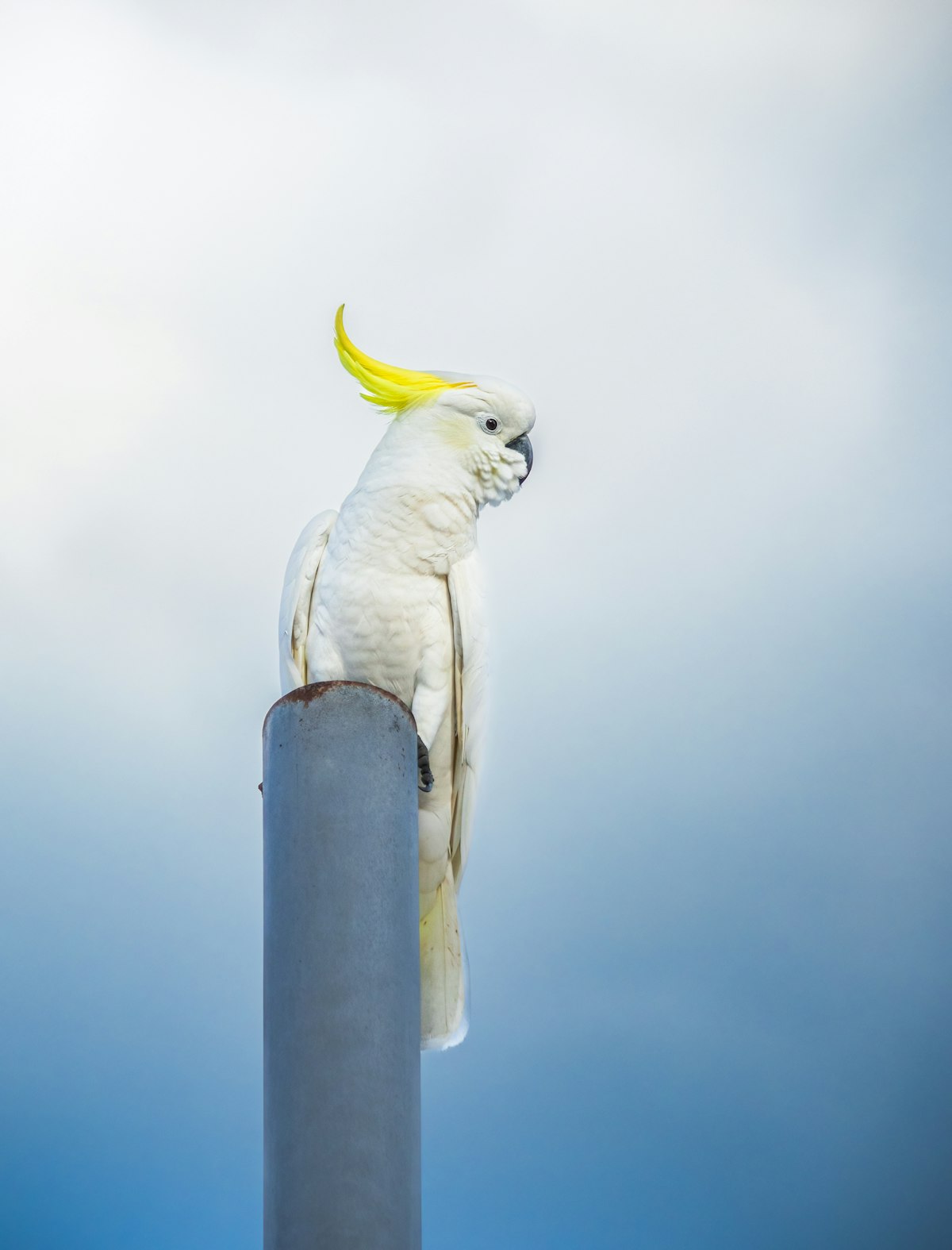 Overnight bird boarding in Richmond Hill